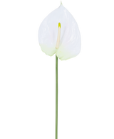 De Kunstbloem Anthurium 68 cm wit heeft een enkele witte kunst anthurium met een lichtgele spadix op een lange, groene steel. Ideaal voor elke ruimte, biedt duurzame elegantie en heeft geen water nodig.