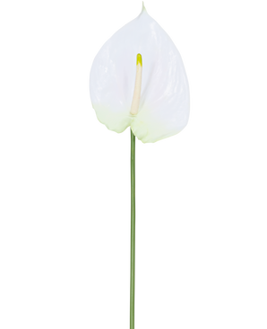 De Kunstbloem Anthurium 68 cm wit heeft een enkele witte kunst anthurium met een lichtgele spadix op een lange, groene steel. Ideaal voor elke ruimte, biedt duurzame elegantie en heeft geen water nodig.