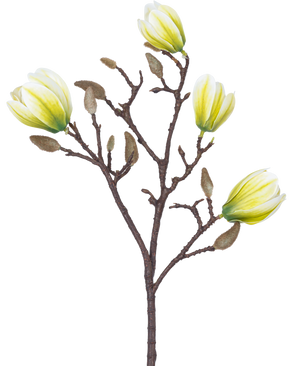 Een Kunstbloem Magnolia 50 cm wit/groen met vier geel-witte bloemen en een aantal pluizige bruine knoppen tegen een witte achtergrond.