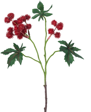 Het Kunsttak Ricinus 43 cm wijnrood heeft een tak van een ricinusolieplant met stekelige wijnrode zaaddozen en grote, groene, stervormige bladeren op een witte achtergrond.