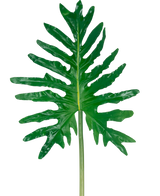 De Kunstblad Philodendron 90cm heeft één groot groen splitblad met diepe lobben en een lange steel, tegen een effen witte achtergrond.