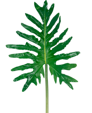 De Kunstblad Philodendron 90cm heeft één groot groen splitblad met diepe lobben en een lange steel, tegen een effen witte achtergrond.