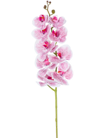 De Kunst Orchidee Real Touch Deluxe 105 cm in fuchsia/wit heeft een enkele steel met meerdere bloesems, met levensechte roze geaderde bloemblaadjes die een opvallend decoratief accent vormen tegen een effen witte achtergrond.