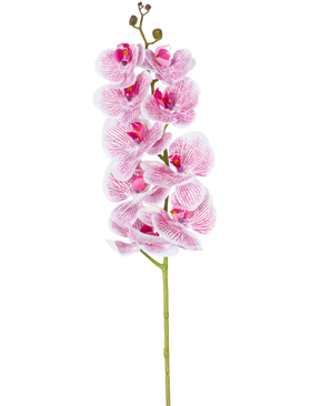 De Kunst Orchidee Real Touch Deluxe 105 cm in fuchsia/wit heeft een enkele steel met meerdere bloesems, met levensechte roze geaderde bloemblaadjes die een opvallend decoratief accent vormen tegen een effen witte achtergrond.