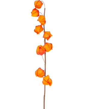 Een enkele stengel van Kunstbloem Physalis Lampion 90 cm oranje, met meerdere fel oranje, lampionvormige peulen, wordt getoond tegen een effen witte achtergrond.