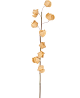 Een Kunstbloem Physalis Lampion 90 cm bruin met een enkele hoge steel en verschillende gedroogde, bruine, papierachtige bolsters verspreid over de lengte, tegen een effen witte achtergrond.