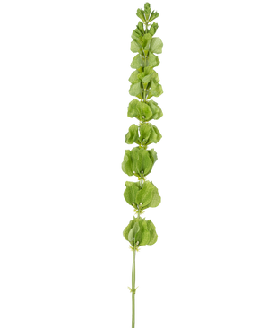 De Kunstbloem Klokjes uit Ierland 98 cm heeft een enkele rechtopstaande groene stengel met meerdere ronde groene bladeren of schutbladeren die gelijkmatig over de lengte verdeeld zijn, op een effen witte achtergrond.