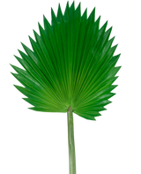 Het Kunstblad Washingtonia 83cm is een groot, groen kunstmatig waaierpalmblad met een lange steel, afgebeeld tegen een effen witte achtergrond.