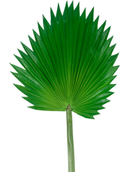 Kunstblad Washingtonia 83cm