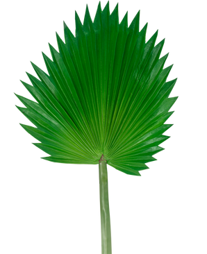 Het Kunstblad Washingtonia 83cm is een groot, groen kunstmatig waaierpalmblad met een lange steel, afgebeeld tegen een effen witte achtergrond.