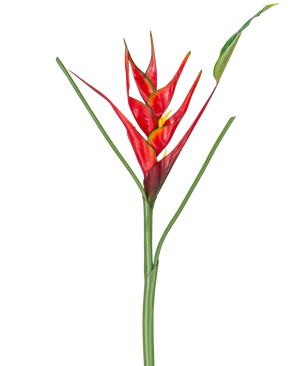 De Kunstbloem Heliconia 90 cm rood heeft een enkele kunst Heliconia bloem met levendige rode en gele schutbladeren op een lange groene steel, compleet met slanke bladeren, perfect om te laten zien tegen een witte achtergrond.