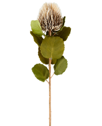 Kunstbloem Banksia 59 cm creme/brown