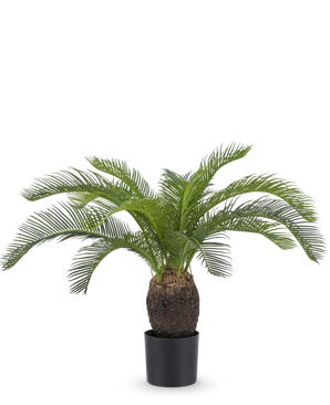 De Kunstplant Baby Cycas Palm 60 cm heeft lange, gebogen groene bladeren en een dikke, bruine stam met textuur, gepresenteerd in een pot tegen een effen witte achtergrond.