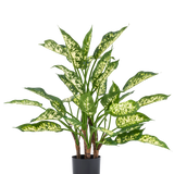De Kunstplant Dieffenbachia UV 75 cm heeft hoge groene stengels en grote, puntige bladeren met licht geelgroene bonte schakering in een stijlvolle sierpot, tegen een effen witte achtergrond.