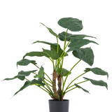 De Kunstplant Alocasia Cucullata UV 53 cm heeft grote, hartvormige bladeren en dikke stelen, weergegeven in een eenvoudige zwarte pot tegen een effen witte achtergrond.