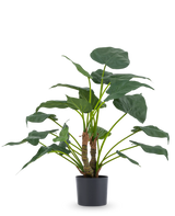 De Kunstplant Alocasia Cucullata UV 53 cm heeft grote, hartvormige bladeren en dikke stelen, weergegeven in een eenvoudige zwarte pot tegen een effen witte achtergrond.