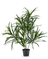 De Kunstplant Dracaena Reflexa in pot UV 63 cm heeft lange, slanke groene bladeren op dunne stelen, ideaal om een vleugje tropische flair in je interieur te brengen tegen een effen witte achtergrond.