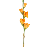 De Kunstbloem Gladiolen 83 cm oranje heeft een lange groene steel met meerdere oranje gladioolbloemen op een witte achtergrond.