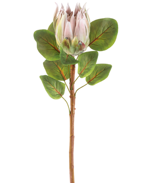 De Kunstbloem Protea 65 cm lichtroze heeft een enkele lichtroze protea bloem met meerdere groene bladeren tegen een effen witte achtergrond.