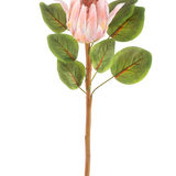 De Kunstbloem Protea 65 cm roze is een enkele kunstroze protea bloem met grote groene bladeren en een lange bruine steel, tegen een effen witte achtergrond.