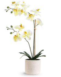 Kunst Orchidee Real Touch 60 cm groen/wit