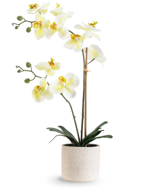 De Kunst Orchidee Real Touch 60 cm groen/wit heeft witte bloemen met een lichtgeel hart en groene knoppen, ondersteund door bamboe in een eenvoudige crèmekleurig gespikkelde pot, tegen een witte achtergrond.