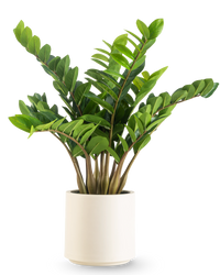 Kunstplant Zamioculcas kant en klaar in beige pot 80 cm