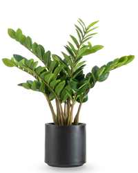Kunstplant Zamioculcas kant en klaar in zwarte pot 80 cm