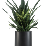 De Kunst Sansevieria Zeylanica 110 cm, met zijn lange, rechtopstaande groene bladeren versierd met donkerdere horizontale strepen, wordt kant-en-klaar gepresenteerd in een eenvoudige matzwarte pot tegen een effen witte achtergrond.