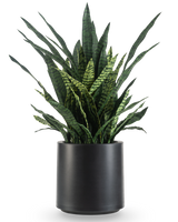 De Kunst Sansevieria Zeylanica 110 cm, met zijn lange, rechtopstaande groene bladeren versierd met donkerdere horizontale strepen, wordt kant-en-klaar gepresenteerd in een eenvoudige matzwarte pot tegen een effen witte achtergrond.
