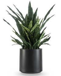 Kunst Sansevieria Zeylanica 110 cm kant en klaar in zwarte pot