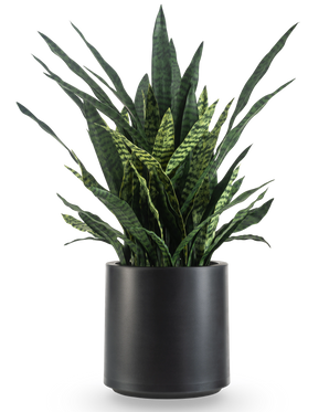 De Kunst Sansevieria Zeylanica 110 cm, met zijn lange, rechtopstaande groene bladeren versierd met donkerdere horizontale strepen, wordt kant-en-klaar gepresenteerd in een eenvoudige matzwarte pot tegen een effen witte achtergrond.