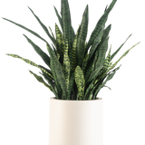 Een Kunst Sansevieria Zeylanica, 110 cm hoog met lange, rechtopstaande groene bladeren, wordt kant-en-klaar geleverd in een eenvoudige beige pot en staat afgebeeld tegen een lichte achtergrond.