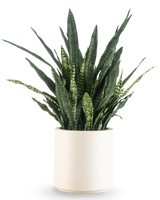 Een Kunst Sansevieria Zeylanica, 110 cm hoog met lange, rechtopstaande groene bladeren, wordt kant-en-klaar geleverd in een eenvoudige beige pot en staat afgebeeld tegen een lichte achtergrond.