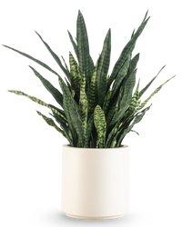 Kunst Sansevieria Zeylanica 110 cm kant en klaar in beige pot