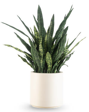 Een Kunst Sansevieria Zeylanica, 110 cm hoog met lange, rechtopstaande groene bladeren, wordt kant-en-klaar geleverd in een eenvoudige beige pot en staat afgebeeld tegen een lichte achtergrond.