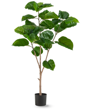 De Kunstplant Ficus Rumphii 150 cm is een hoge kunstplant met brede, glanzende groene bladeren en meerdere lichtbruine stengels, in een eenvoudige zwarte pot tegen een effen witte achtergrond.