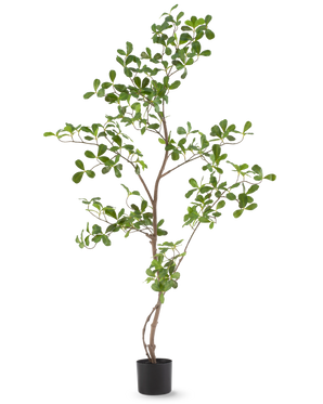 De Kunstplant Terminalia Catappa 120 cm is een hoge, slanke potplant met dunne takken en talrijke kleine, ronde groene bladeren, afgebeeld tegen een effen witte achtergrond.