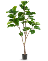 De Kunstplant Ficus Rumphii 180 cm is een hoge kunstplant met grote, glanzende groene bladeren en verschillende bruine stengels, weergegeven in een eenvoudige zwarte pot tegen een effen witte achtergrond.