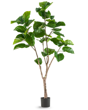 De Kunstplant Ficus Rumphii 180 cm is een hoge kunstplant met grote, glanzende groene bladeren en verschillende bruine stengels, weergegeven in een eenvoudige zwarte pot tegen een effen witte achtergrond.