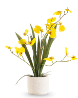 De Kunst Oncidium Real Touch 48 cm geel heeft lange, slanke bladeren en lange stelen met heldergele orchideeën in een witte pot, tegen een effen witte achtergrond.