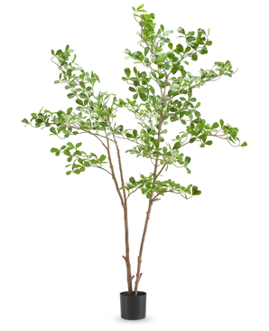 De Kunstplant Terminalia Catappa 180 cm heeft slanke bruine takken met trosjes kleine, ronde groene bladeren in een eenvoudige zwarte pot, tegen een witte achtergrond.