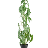 De Kunstplant Begonia Maculata 90 cm groen staat hoog met gespikkelde witte en groene bladeren in een kleine zwarte pot, tegen een effen witte achtergrond.