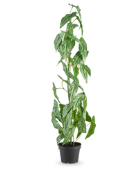 Kunstplant Begonia Maculata 90 cm groen