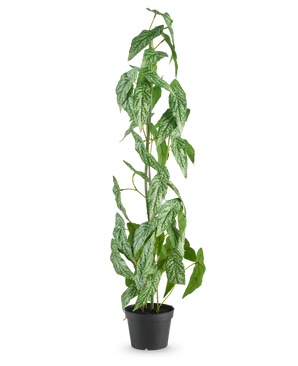 De Kunstplant Begonia Maculata 90 cm groen staat hoog met gespikkelde witte en groene bladeren in een kleine zwarte pot, tegen een effen witte achtergrond.