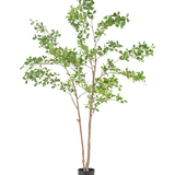 De Kunstplant Terminalia Catappa 210 cm heeft dunne bruine stammen en weelderige groene bladeren, in een eenvoudige zwarte pot tegen een effen witte achtergrond.