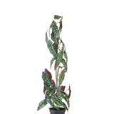 De Kunstplant Begonia Maculata 90 cm groen/rood heeft hoge, rechtopstaande stelen en groene bladeren met witte stippen en roodpaarse onderkant, tegen een effen witte achtergrond.