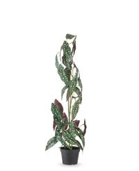 Kunstplant Begonia Maculata 90 cm groen/rood