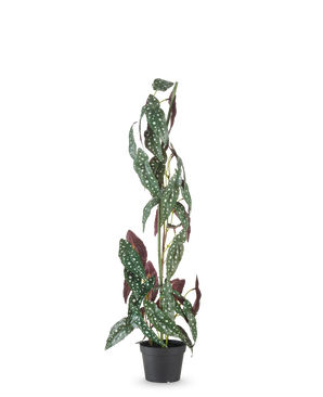 De Kunstplant Begonia Maculata 90 cm groen/rood heeft hoge, rechtopstaande stelen en groene bladeren met witte stippen en roodpaarse onderkant, tegen een effen witte achtergrond.