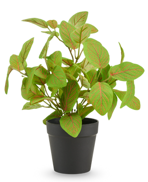 Kunst Fittonia in pot UV 25 cm